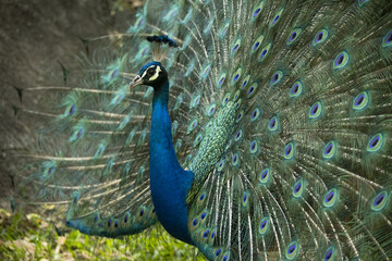 Obraz premium Paon, dans des couleurs sublimes, faisant la roue dans parc, très graphique proche d'une peinture