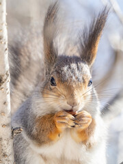 Fototapeta premium The squirrel with nut sits on tree in the winter or late autumn. Portrait of the squirrel close-up
