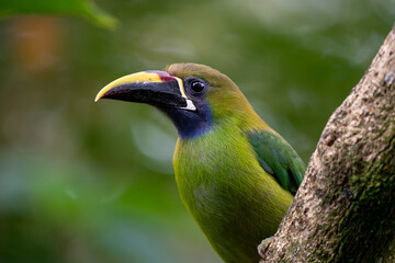 Jungle wildlife. Blue-throated Toucanet, Aulacorhynchus caeruleogularis, green toucan in the nature habitat, mountains in Costa Rica. Wildlife scene from tropic forest. Green bird sitting on branch