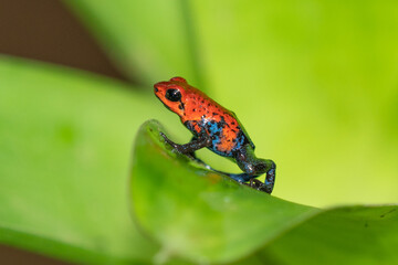 Red Poison Dart Frog - Oophaga pumilio, beautiful red blue legged frog from Cental America forest,...