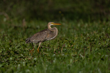 Great Blue Heron (Ardea Herodias) standing in a marsh