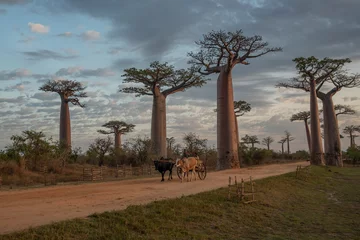 Schilderijen op glas Mooie Baobab-bomen bij zonsondergang aan de laan van de baobabs in Madagascar © vaclav