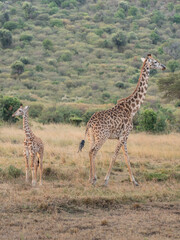Giraffe in front Amboseli national park Kenya masai mara.(Giraffa reticulata) sunset.