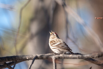 Common redpoll female, cute bird with bright red patch on its forehead sits on tree branch without leaves in sunny spring day.