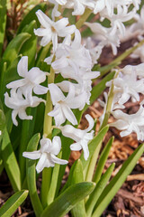 White blossoms on a hyacinth plant in the spring time