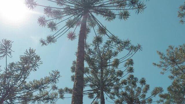 araucaria pine branches against sky