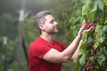 Grape farmer cutting grapes. Gardening, farming concept. Winemaker cuts twigs. Man cut grapes with gardening scissors, grape