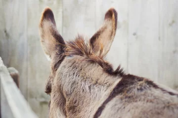 Schilderijen op glas Large ears of a donkey in front of a rustic barn. © Melissa