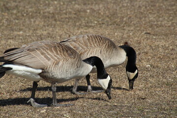 Geese Eating, William Hawrelak Park, Edmonton, Alberta