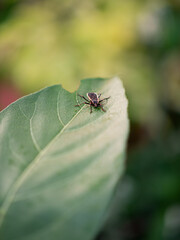 Photo of black insect on green leaf.