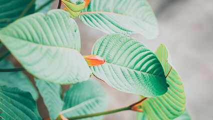 Kratom leaves leaf (Mitragyna speciosa), Green leaf. Thai herbal which encourages health.
