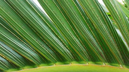 close up palm family leaf texture