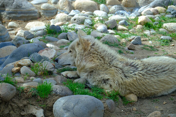 Wolf Beating the Heat