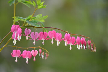 pink flower - bleeding hearts