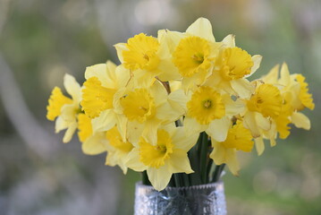 daffodils in a vase
