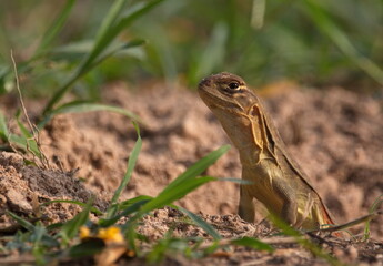 Yae was emerging from its hole.