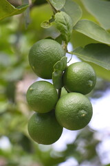 green lemon fruit on the tree