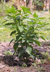 The pepper plant that is planted in the ground is growing.