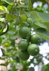 lemon on tree