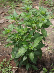 The pepper plant that is planted in the ground is growing.