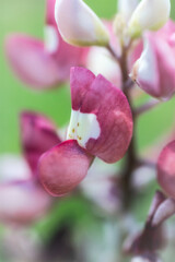 Spring Wildflowers in Texas