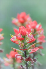 Spring Wildflowers in Texas