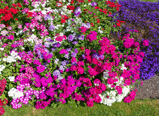 Gardening. Pink and violet Phloxes flowers Polemoniaceaein the garden