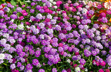 Brassicaceae iberis umbellata dwarf fairy mixed