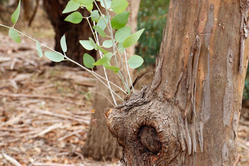 new growth gum leaves on eucalyptus tree in bushland