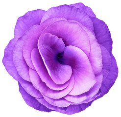 rose flower purple . Flower isolated on  black   background. No shadows with clipping path....