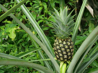 Fototapeta premium Young pineapple fruit on tree plant with natural green background, Tasty tropical fruit on the farmland