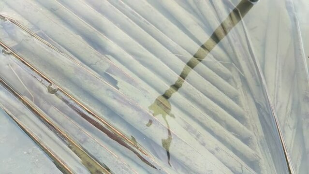 reflection daun