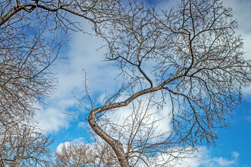 Trees without leaves on a blue sky background on a spring day