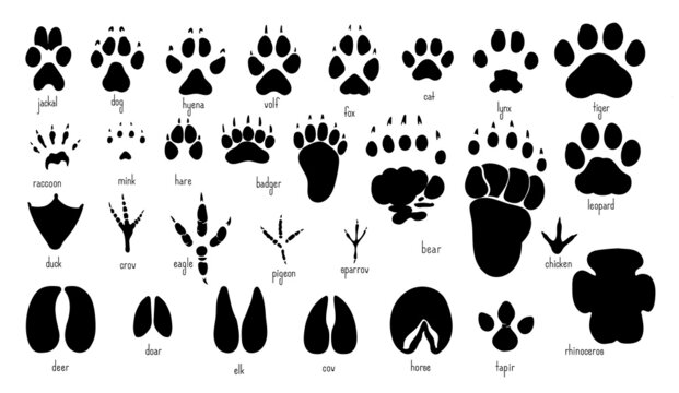 Animal footprints variety of animal paw prints.