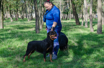 A woman in a blue sports uniform and two black dogs standing on green grass. Handler and adult female Rottweiler.