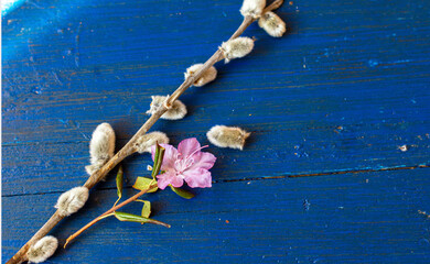 на синем фоне веточка вербы