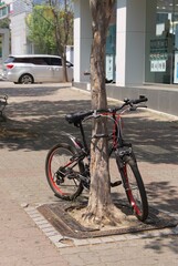 나무에 묶여진 자전거