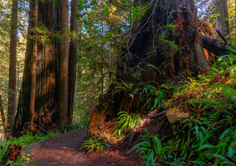 Obraz premium A walk through the ages in Redwood National Forest