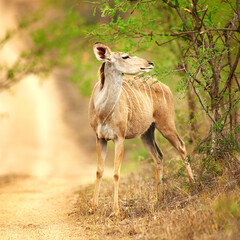 The buck stops here. Full length shot of a male Nyala on the plains of Africa.