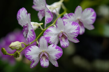 close up of a purple flower