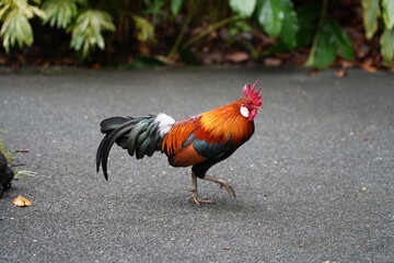 pretty rooster | Red Junglefowl | Gallus gallus | 红原鸡 | rooster on the grass	