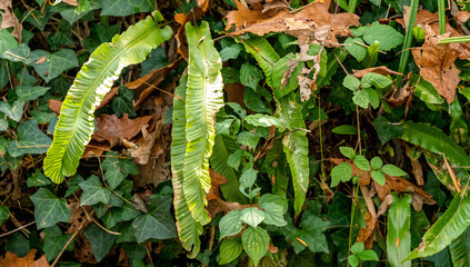 plante nature feuille vert foret