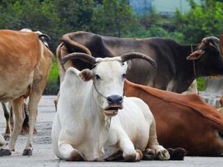 A group of cows and oxes sitting in the middle of the road in Uttarakhand India.