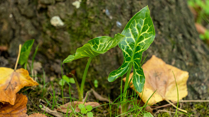 plante nature feuille jardin arbre 