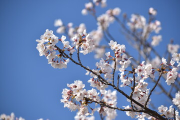 快晴の日に咲く桜の花