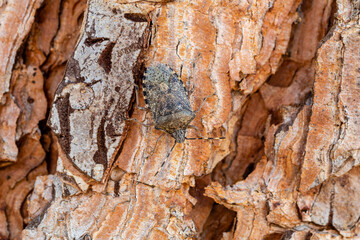 Halys halyomorpha. Stink bug on pine bark.