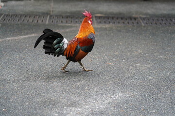 pretty rooster | Red Junglefowl | Gallus gallus | 红原鸡 | rooster on the grass	