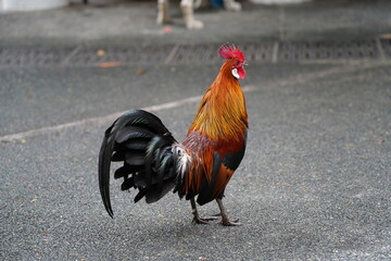 Fototapeta na wymiar pretty rooster | Red Junglefowl | Gallus gallus | 红原鸡 | rooster on the grass 