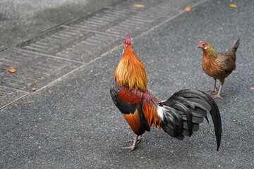 pretty rooster | Red Junglefowl | Gallus gallus | 红原鸡 | rooster on the grass	