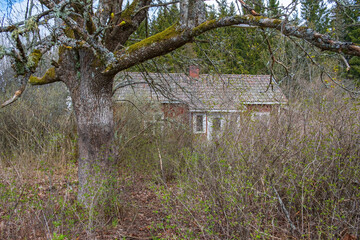 Idyllic cottage with an overgrown garden
